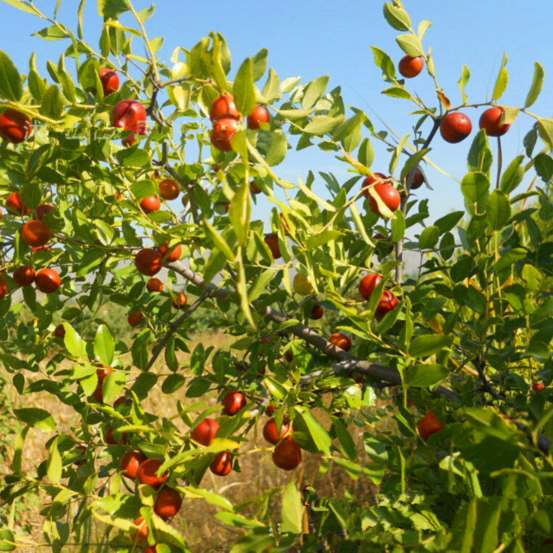 عسل سدر بيشاور 