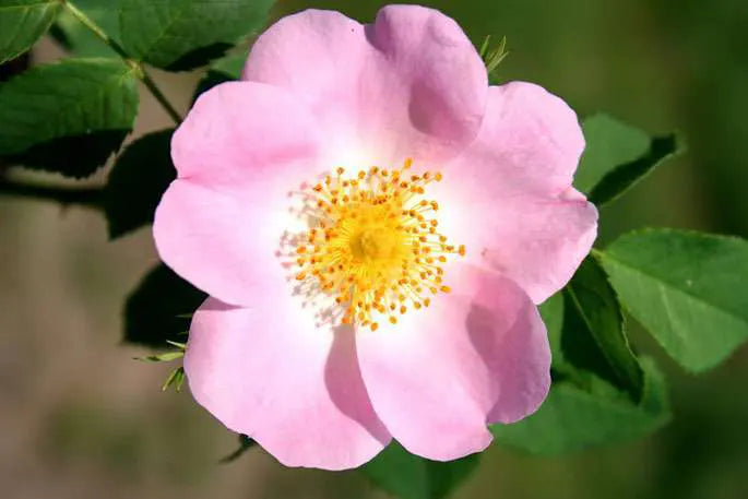 Russischer rosa Honig